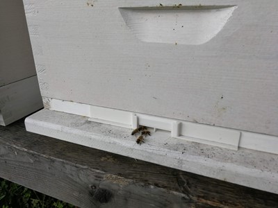 Bee corridor